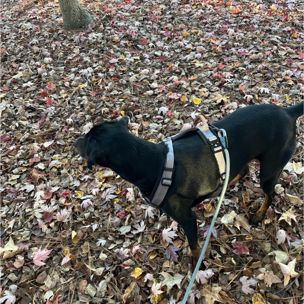 Made to roam harness, leash and collar set
